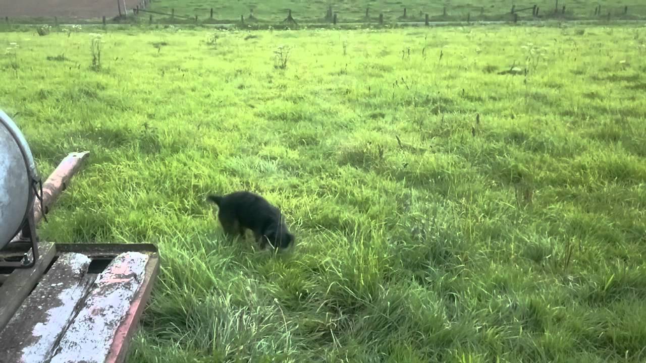 doggystyle hair pull