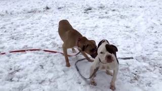 Tiffany Playgroup Test