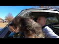 Taking my dog for a car ride at low speed