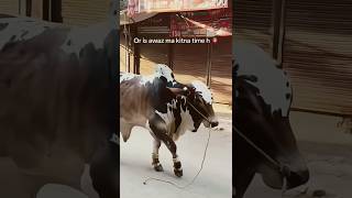 Muhabbat 🥺👀❤️‍🩹#cow #cowlover #animals #beautiful #badshah #bull #trending #viral #shorts #yt #eid