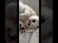 #cat #dothingsyoudontwanttodo #cute #catsfood #funny #youareoneofakind #kitten #ihavethisthing