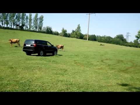 ისუზუ მაგარია