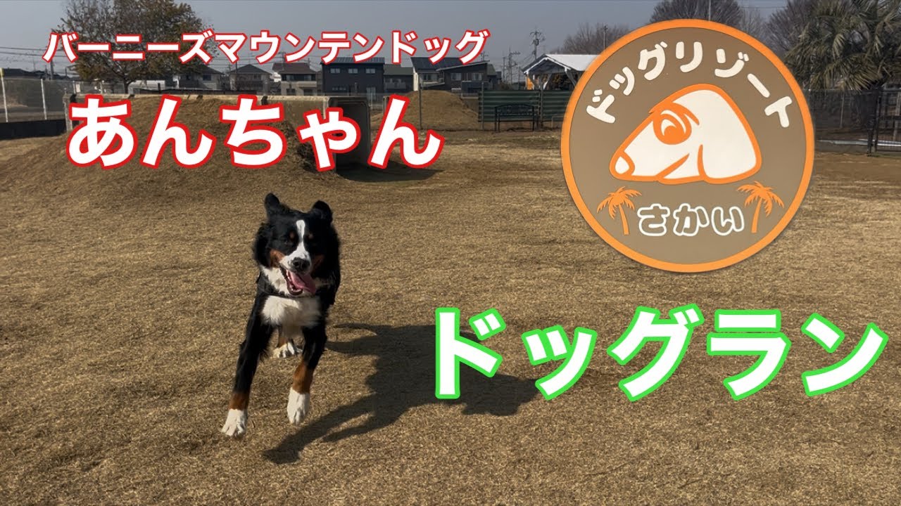 【バーニーズマウンテンドッグ】ドッグリゾートさかい！あんちゃんドッグランに行ってきた。