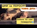 💥БАЗАР🐷🥶ЦІНИ на ПОРОСЯТ, Час ПЕРЕКУПІВ🔥💥СОбівартість Комбікорму для свиней