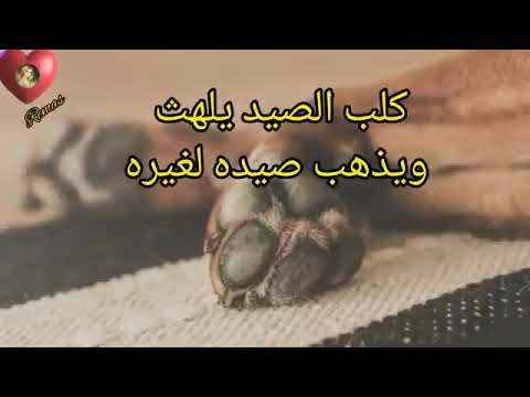 كلب الصيد يلهث ويذهب القصيدة لغيره