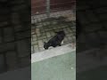 캣닙먹은고양이/Eat catnip