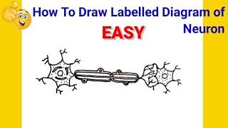 how to draw neuron | how to draw labelled diagram of neuron | how to draw diagram of neuron