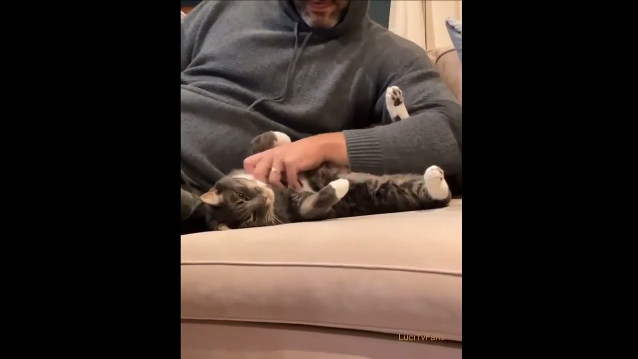 Tom Ellis relax Cats 🐈 ❤