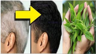 White Hair ➡ Black Hair Naturally Permanently in 3 minutes | White hair dye with 2 herbs