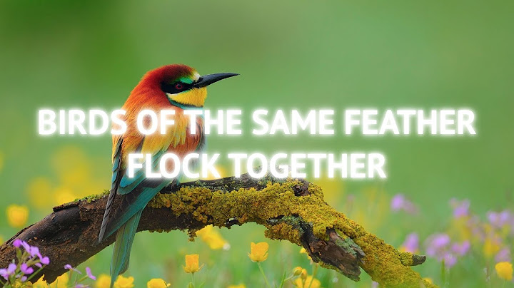 Birds of the same feather flock together là gì năm 2024