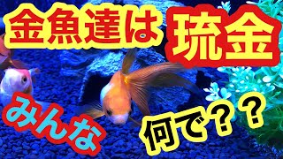金魚琉金種類 Omarw