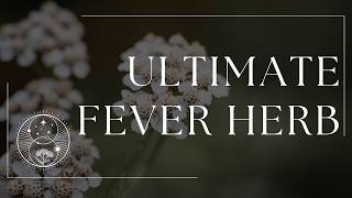 How Yarrow Supports Fever Recovery & Respiratory Health