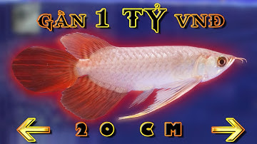 Cận cảnh HUYẾT LONG PHƯỢNG HOÀNG 20cm gần 1 TỶ ĐỒNG siêu hiếm | Kumpai Blood Red Arowana very rare