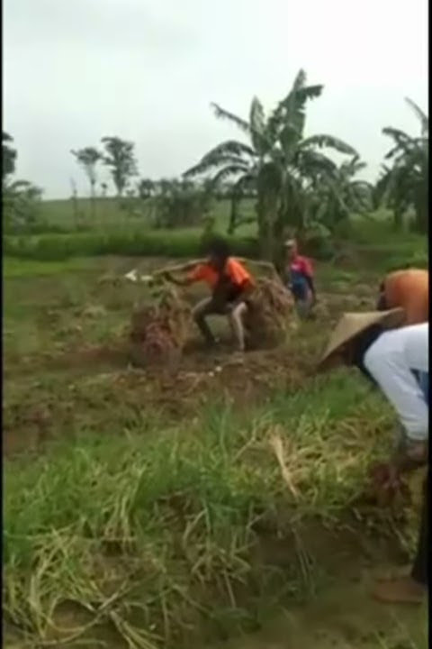 Story wa Aku dudu rojo.