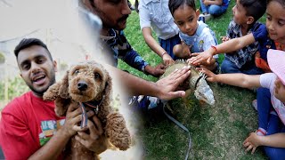 Pre School Kids Meeting Iguana,Dogs & Rabbit For First time 😱 by PULKIT vAmp 3,845 views 2 weeks ago 17 minutes