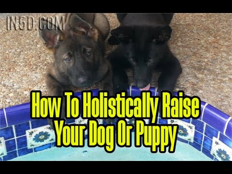 How To Holistically Raise Your Dog or Puppy | In5D.com