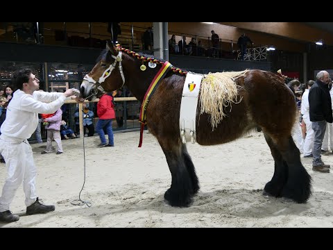Belgian Draft Horses: Nadja Nena becomes national champion but runs away