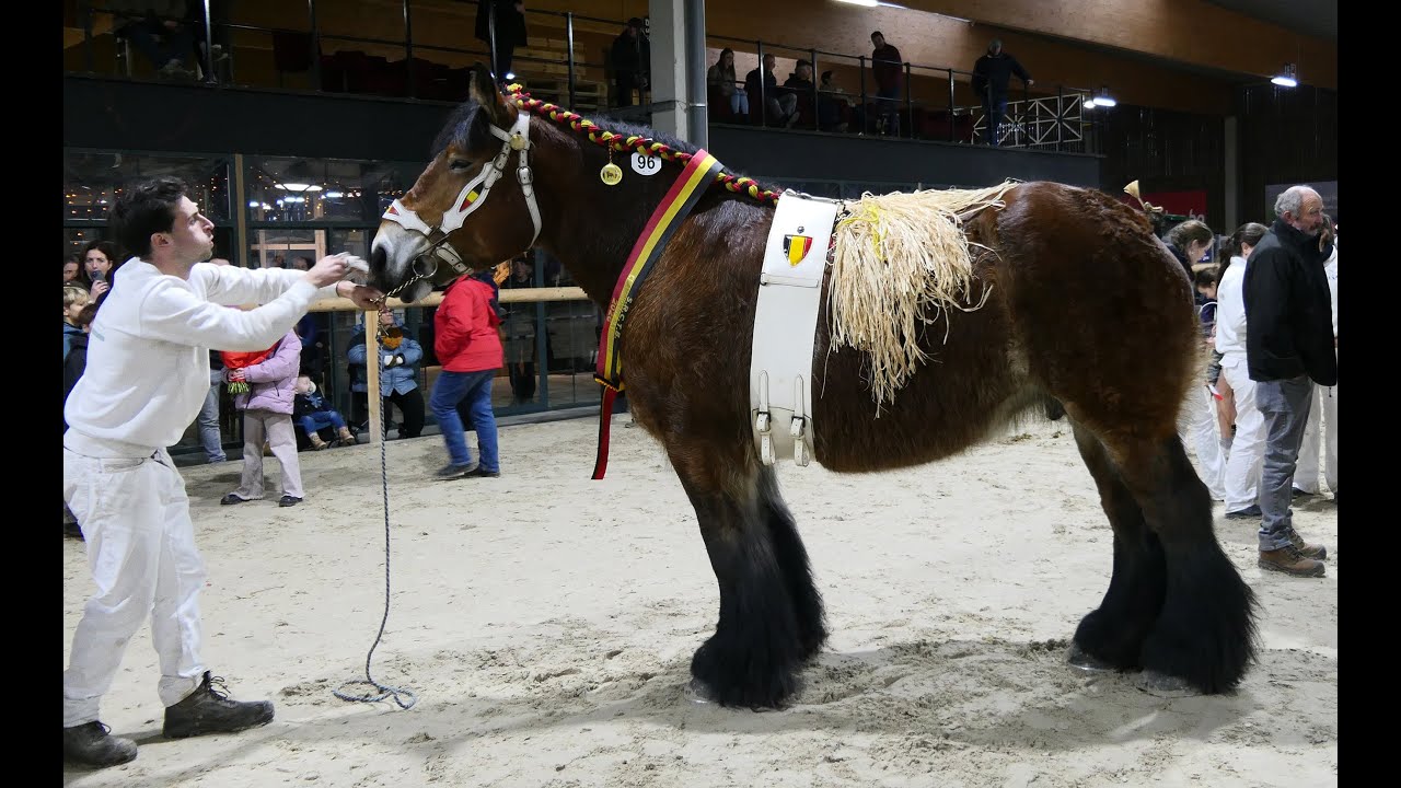 Belgian Draft Horses: Nadja Nena becomes national champion but runs away