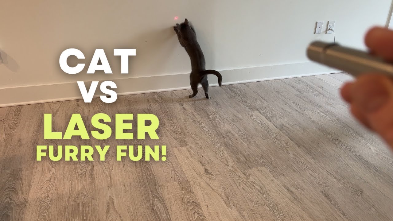 Is This Amazon Cat Laser Pointer Worth It? | Watch Before Buying