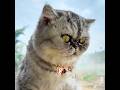Este gato se ganó por sí mismo un collar de oro.#cat #funny #cute #shorts