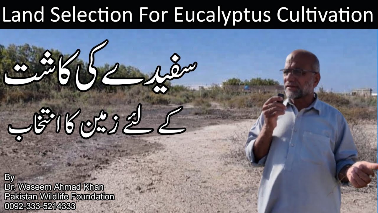 Selection Of Land For Eucalyptus Cultivation |Sfaiday Ki Kasht K Liye Zameen Ka Intikhab 