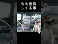 私が今も引きずってる事件の話#恋愛 #猫ミーム #日常 #あるある #カップル #shorts