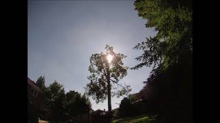 DTC- American Beech Tree Reduction Pruning Time Lapse