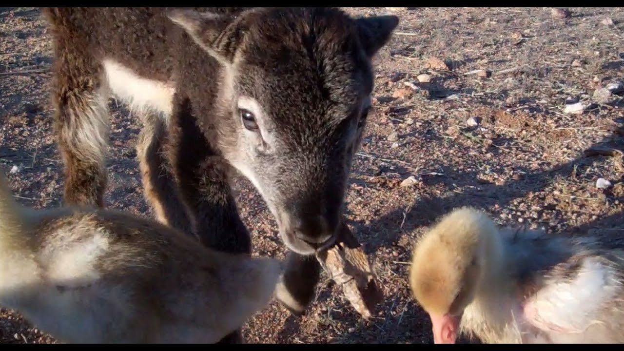 Baby geese grooming Dasher the lamb