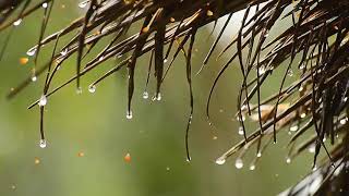 Una hora instrumental cristiana con sonidos de naturaleza screenshot 1