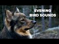 Listening to bird sounds in the nearby forest with my dog.