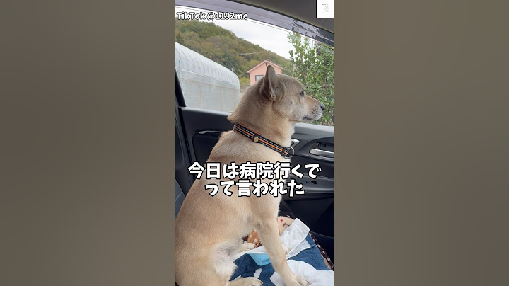 『病院行く』って言われた犬‼️震えてる🫨　#保護犬　#犬　#かわいい犬 #病院 #犬のいる暮らし