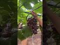 grapes tree cutting #grapenation #grapecare #grapemaintenance #grapecity #grapevinecare