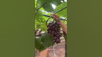 grapes tree cutting #grapenation #grapecare #grapemaintenance #grapecity #grapevinecare