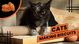 Funny Cats Making Biscuits, Cats Kneading with Relaxing Music - Part 6 by Cats are Jerks 118 views 1 year ago 10 minutes, 35 seconds