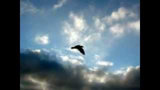 Ο Γλάρος -Καραίνδρου Ε.-Τσανακλίδου Τ.(the seagull)