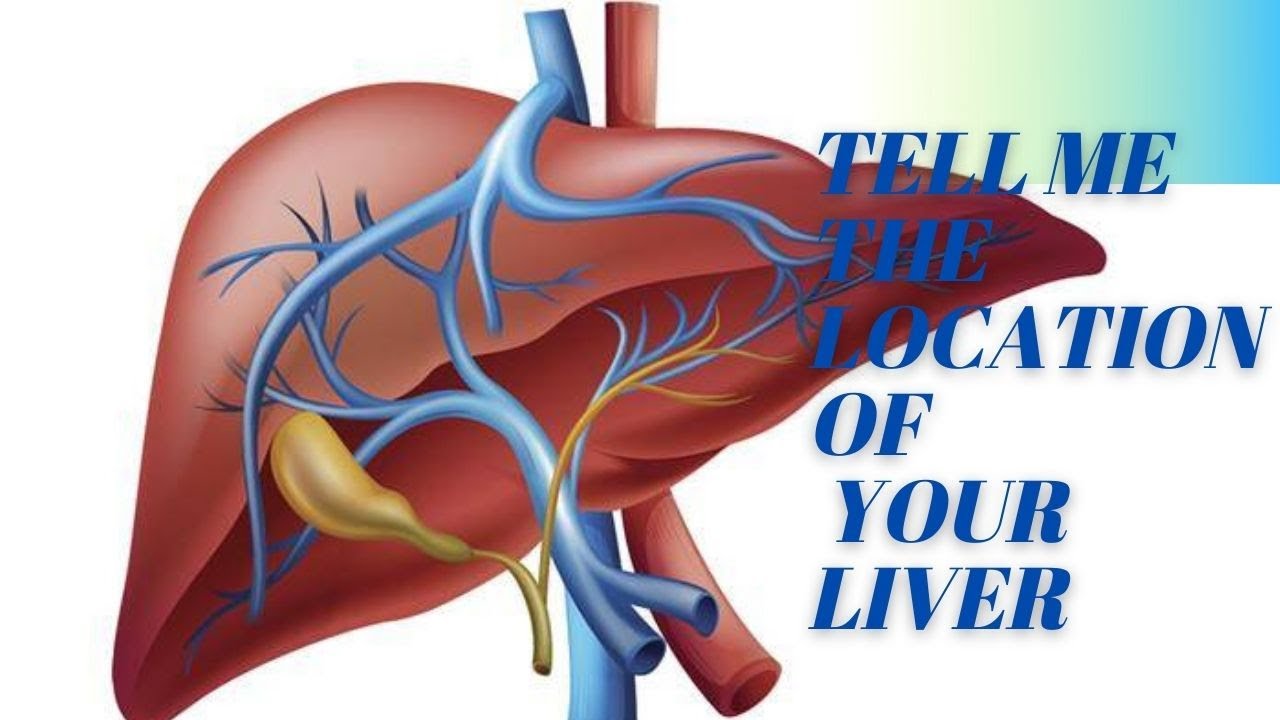 Liver anatomy Where is it located and liver function YouTube