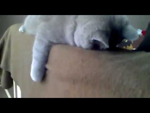 котик спит уткнувшись носиком в диван!)
