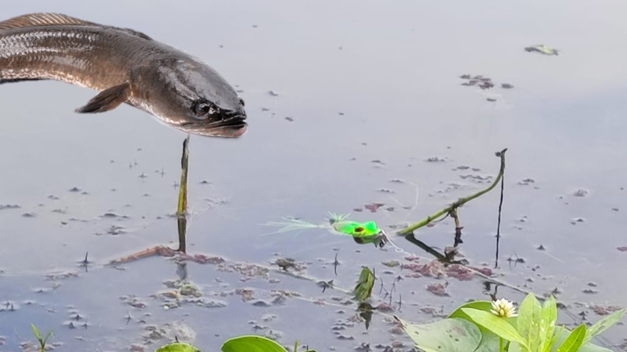 Snake head Murrel Fishing attack and Catch Back to Back attacks Rizwan Fishing