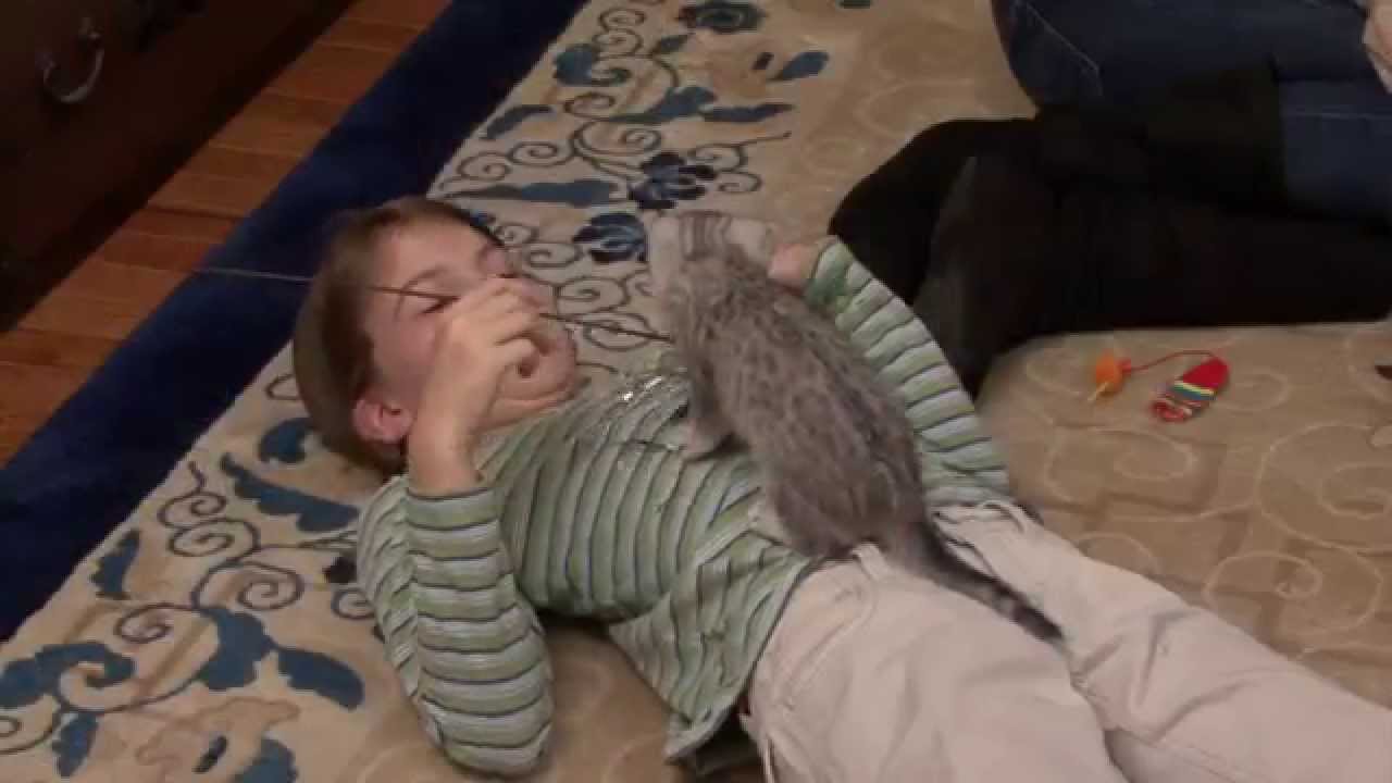 Tips on how to raise a kitten. - YouTube