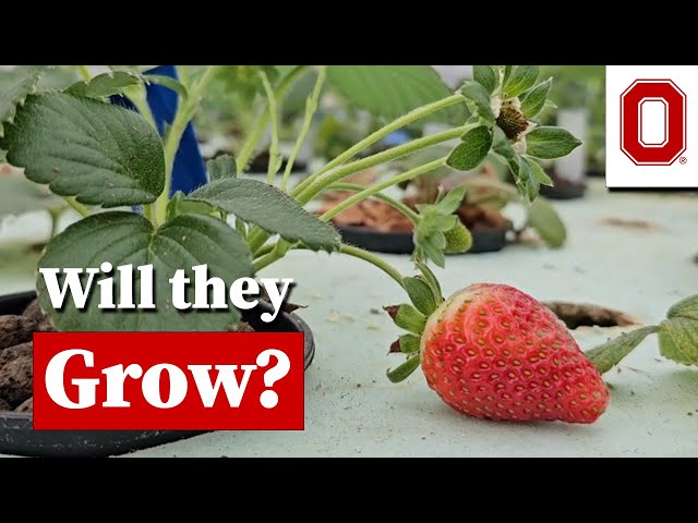 Growing Strawberries in an Aquaponic System class=