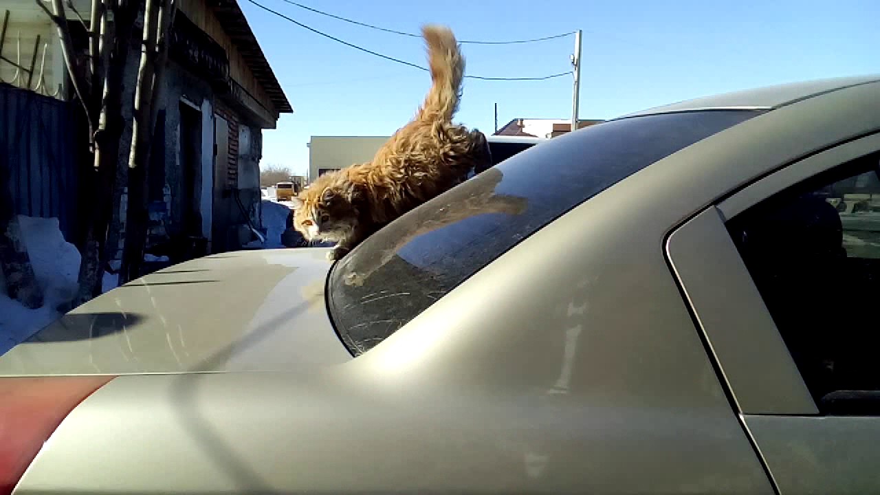 Голубь насрал на машину