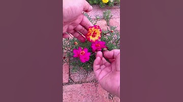 Thumbnail of Portulaca flower arrangement #horticulture #garden #shortvideo #shorts