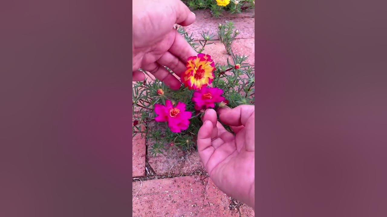 Portulaca flower arrangement #horticulture #garden #shortvideo #shorts