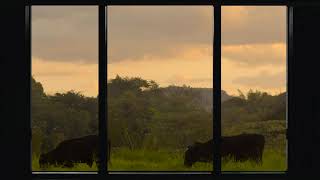 Relax/Focus to the Sound of Birds and the Frolicking Cows [HD] - Fake Window for Projector/TV