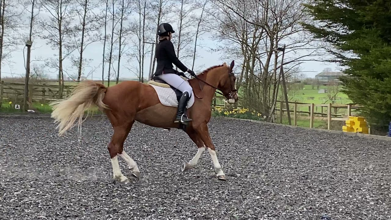 Kate Harpin riding Blaniadh Senior Intermediate Winter Dressage 2021 Test BRC 100+Q