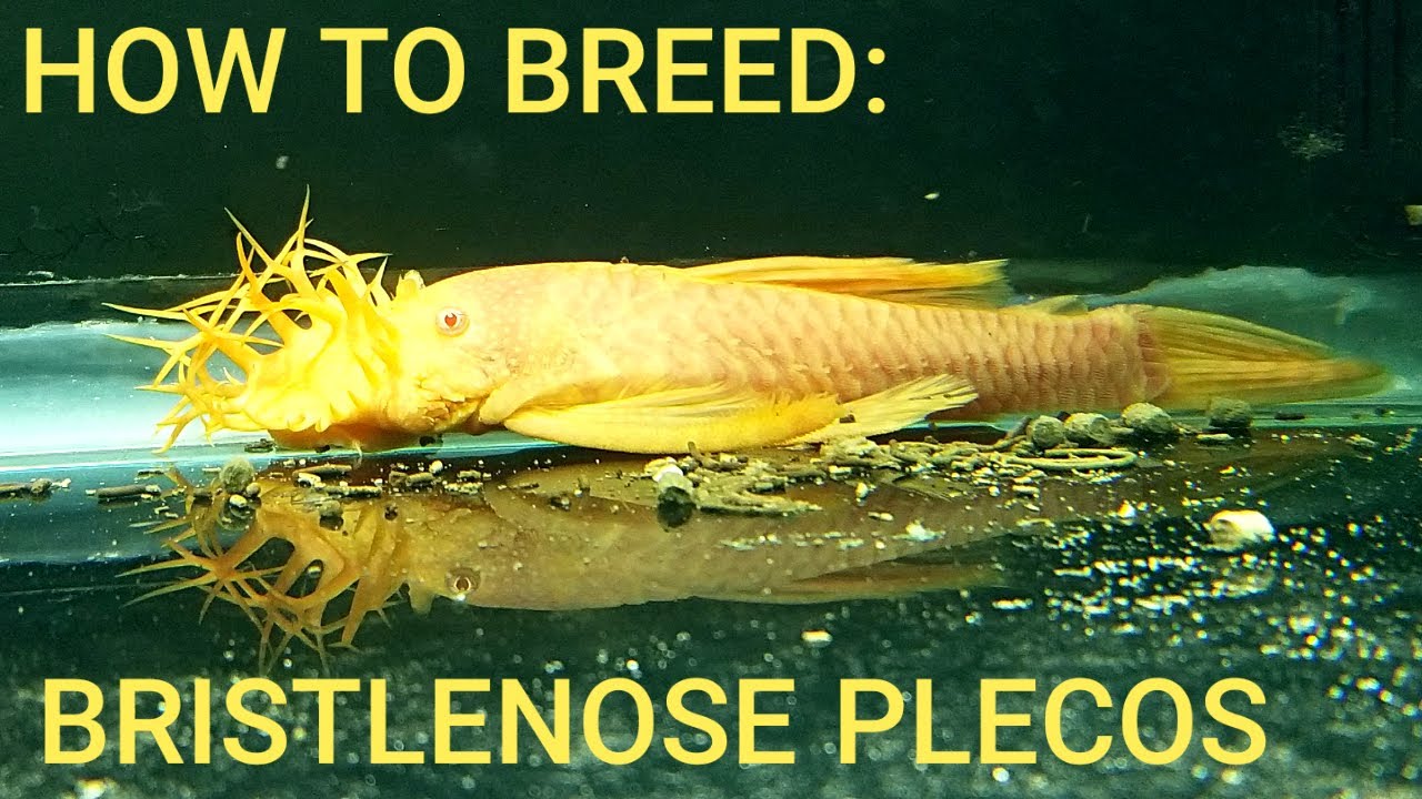 HOW TO: BREED BRISTLENOSE/BUSHYNOSE PLECO