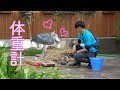 だいすきな飼育員さんに体重を測られるハシビロコウのふたば!!【6月のふたば25】 Shoebill FUTABA in June 2019