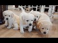 CHONKY PUPPIES EXPLORE THE HOUSE!!