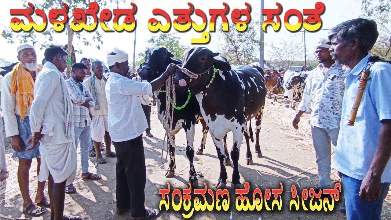 13-01-2026 Malakheda Ox Market | ಎತ್ತುಗಳ ಸಂತೆ, ಮಳಖೇಡ | Cattle Market | Bullocks | Ethugala santhe 
