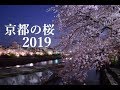 【2019】京都の桜おすすめランキング